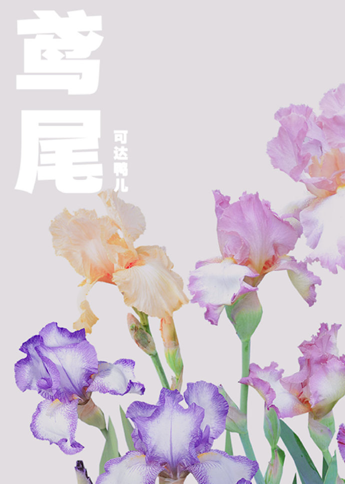 鸢尾